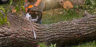 Leaf Removal in Wallingford Center, CT