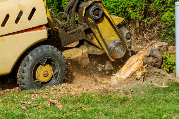 Best Root Management and Removal  in Wallingford Center, CT